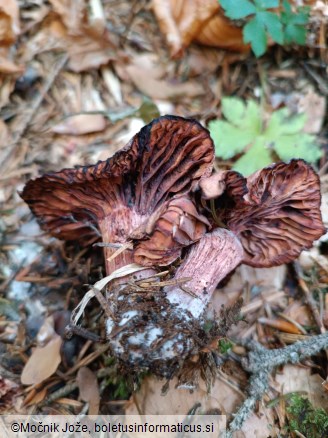 Hygrophorus capreolarius