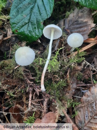 Mycena epipterygia