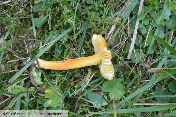 Hygrocybe intermedia