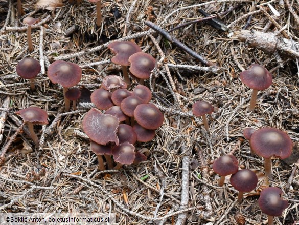 Psathyrella bipellis