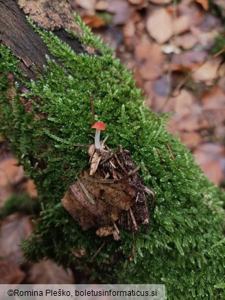 Mycena adonis