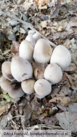 Coprinus atramentarius