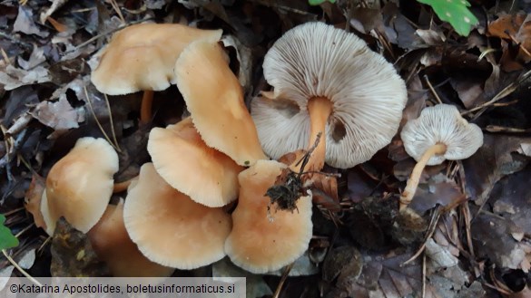 Collybia dryophila var. aquosa