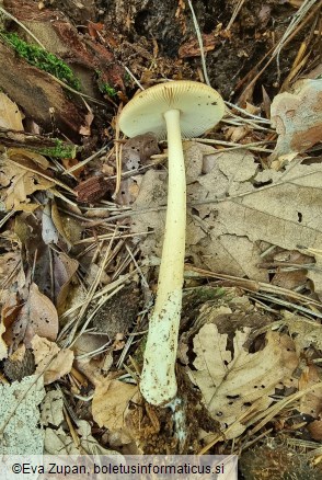 Amanita deflexa