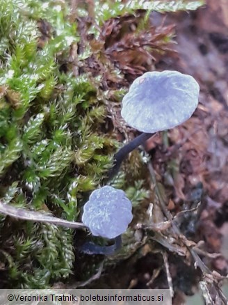 Mycena pseudocorticola