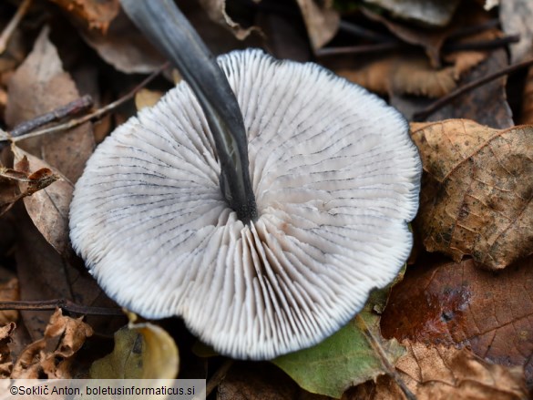 Entoloma serrulatum