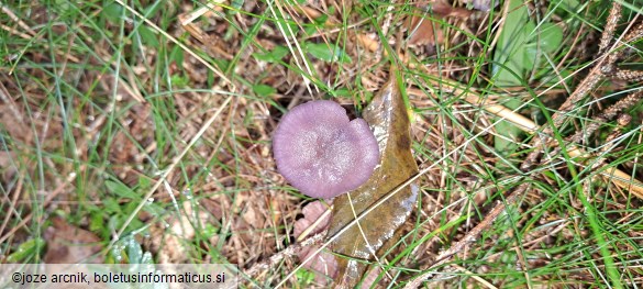 Laccaria amethystina