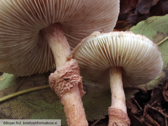 Lepiota pseudolilacea