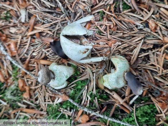 Geastrum quadrifidum