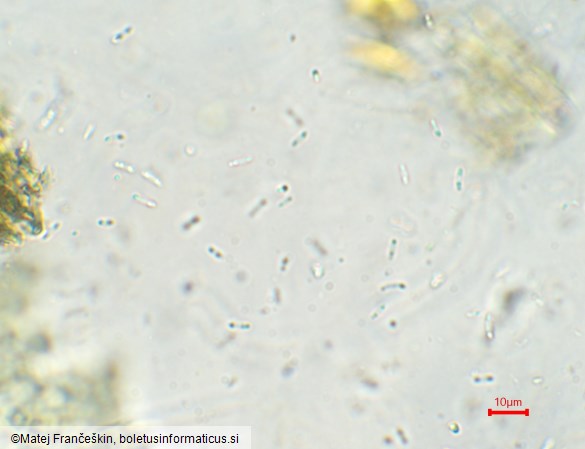 Chlorociboria aeruginascens