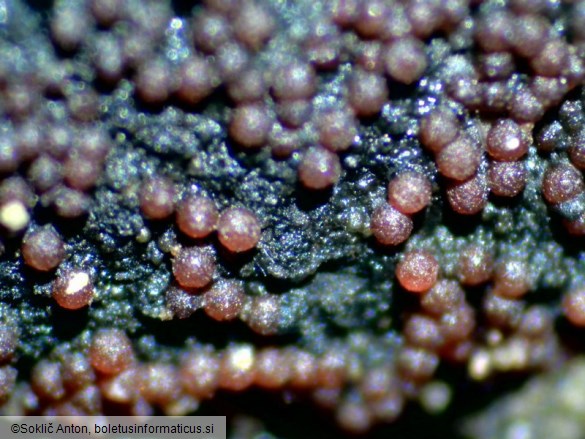 Pseudocosmospora perforaticola