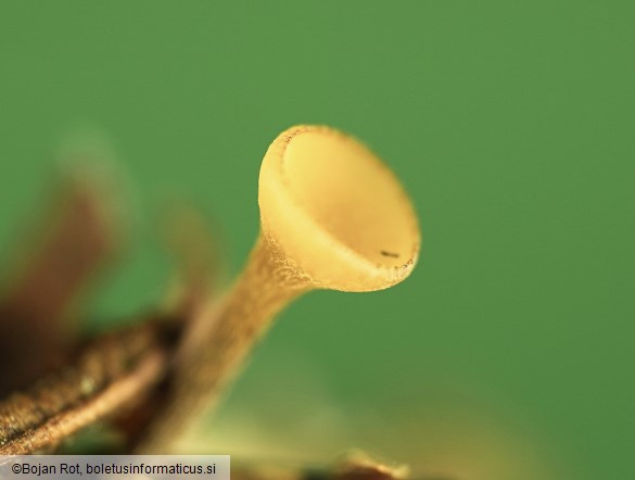 Lanzia luteovirescens