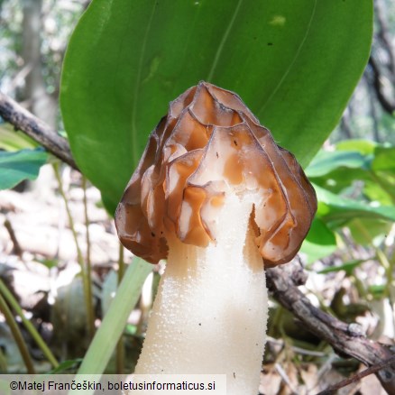 Morchella semilibera