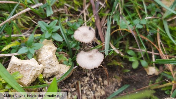 Arrhenia obscurata