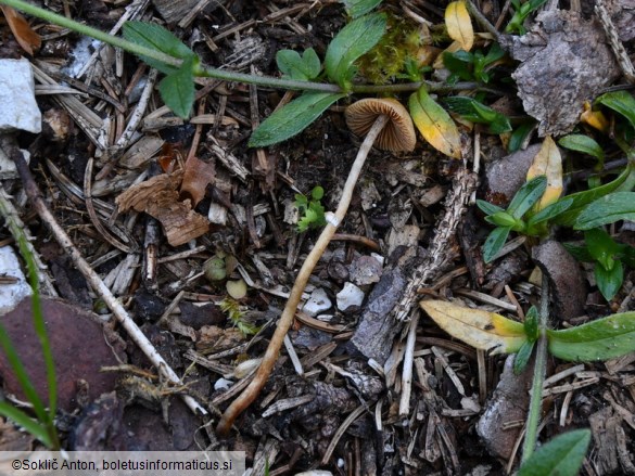 Conocybe vexans