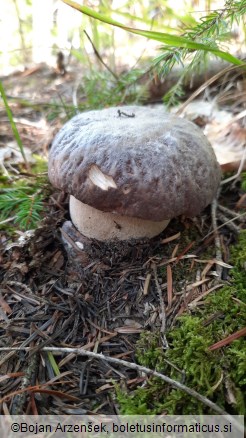 Boletus edulis