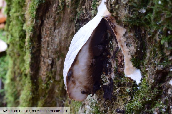 Reticularia lycoperdon