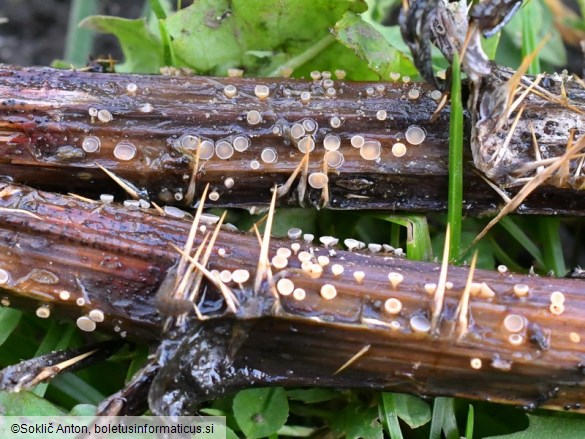 Cyathicula cyathoidea