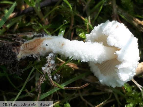 Cystolepiota pulverulenta