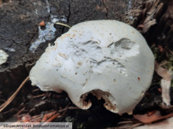Neolentinus lepideus