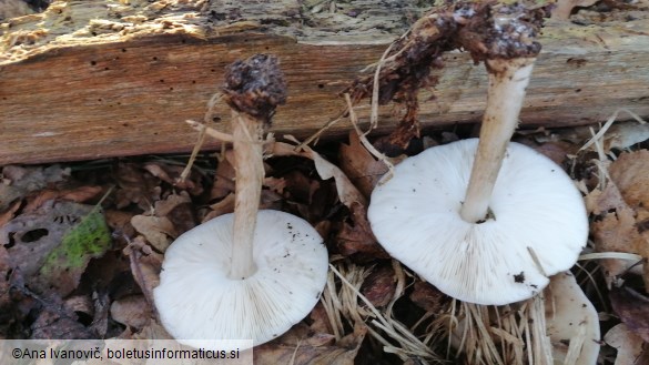 Pluteus cervinus