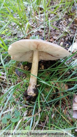 Pluteus cervinus