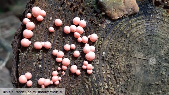 Lycogala epidendrum