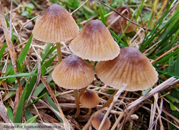 Mycena olivaceomarginata