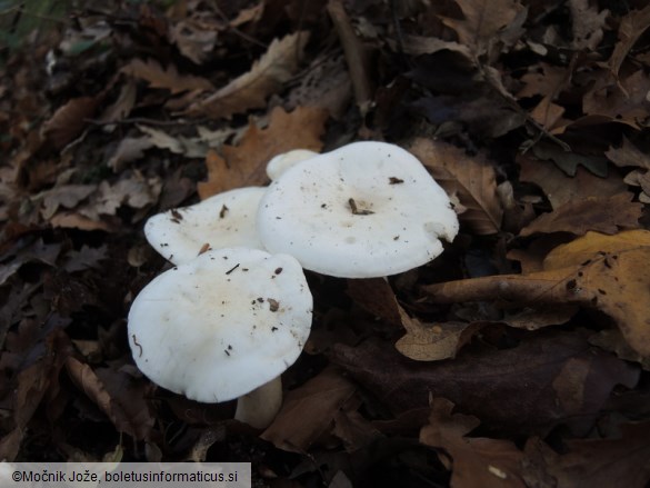 Hygrophorus penarioides