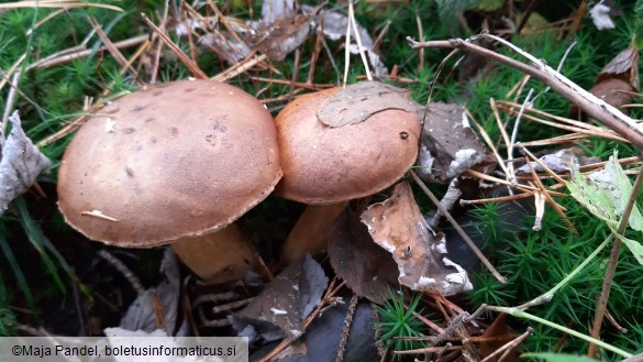 Boletus badius