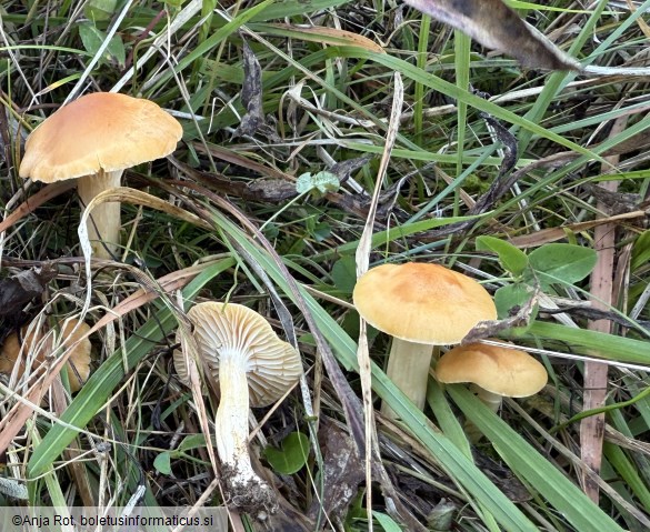 Cuphophyllus pratensis