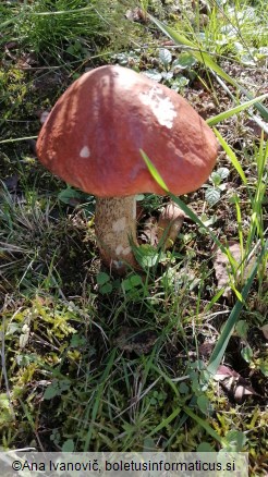 Leccinum versipelle