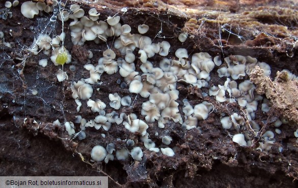 Mollisia melaleuca