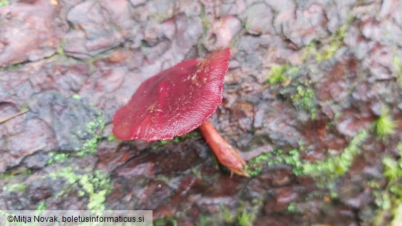 Cortinarius sanguineus