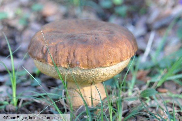 Leccinum lepidum