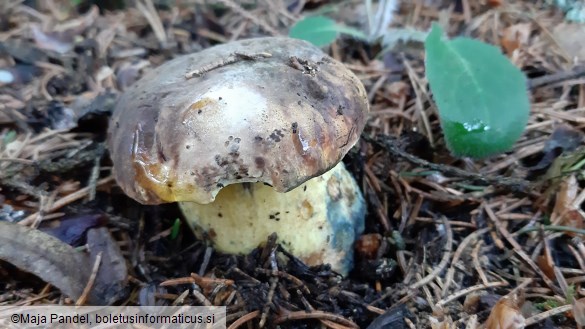 Boletus pulverulentus