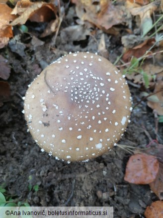 Amanita pantherina