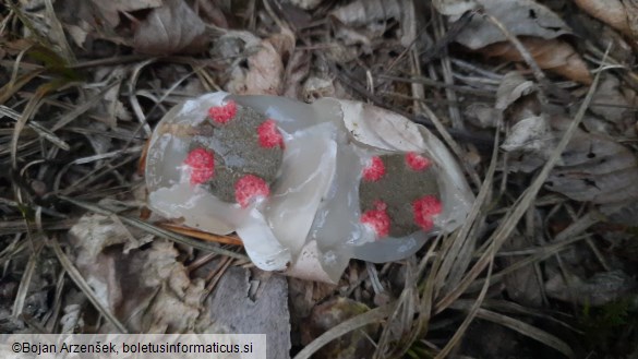 Clathrus archeri