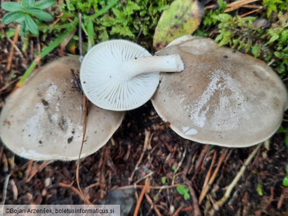 Hygrophorus agathosmus