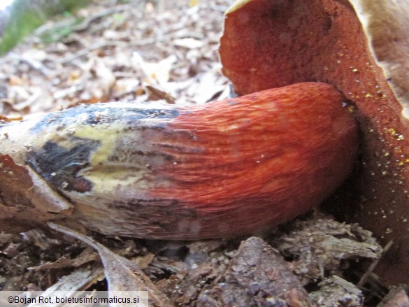 Suillellus mendax