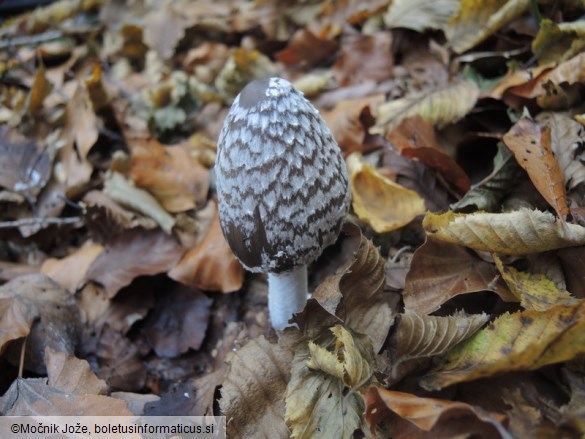 Coprinopsis picacea