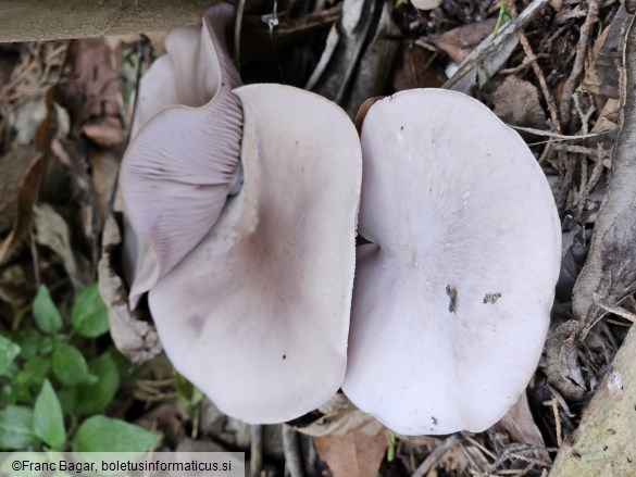 Lepista glaucocana