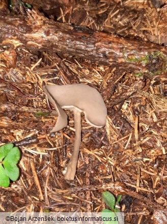 Helvella macropus