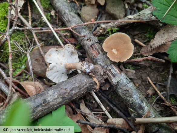 Polyporus ciliatus