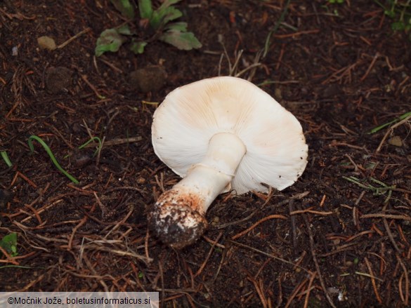 Leucoagaricus marginatus