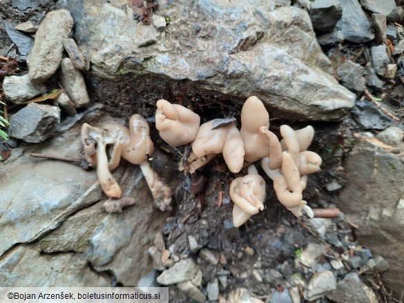 Helvella elastica