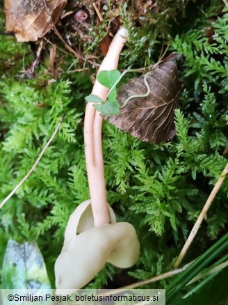 Helvella elastica