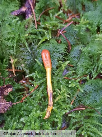 Tolypocladium ophioglossoides