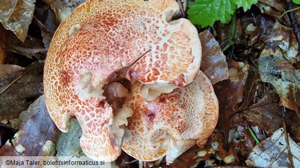 Cortinarius bolaris