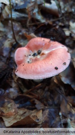 Russula rosea